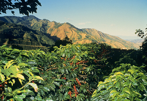 Elida Natural Pokete Baru Volcano