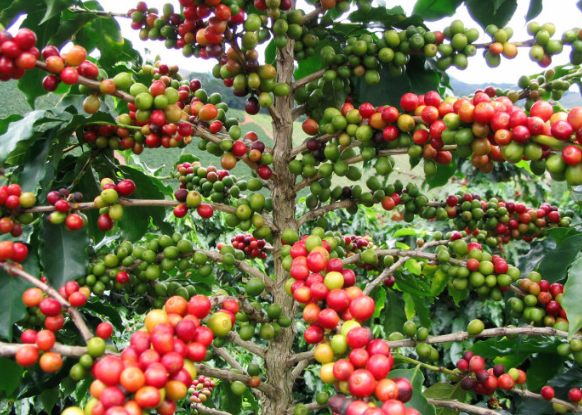 Caesar Louise Manor Panama boquete production area washing treatment of high-quality coffee raw beans