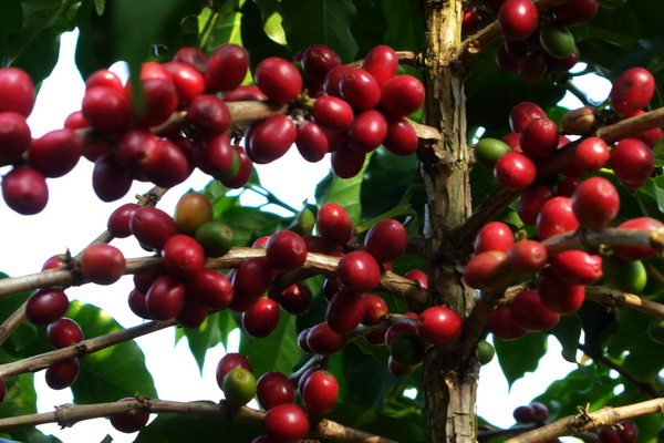 Sun treatment of Ethiopian Coffee by Konga Konga Cooperative Yega Chuefei