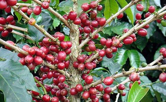 Ninety + Panamanian Rosa Manor Sillvia Coffee beans Brazilian Essex Coffee Family Rose Summer original species