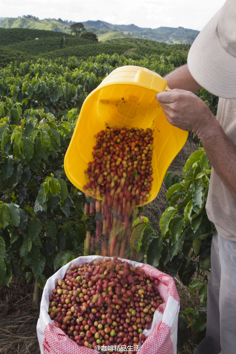 Nicaraguan Joy Manor Coffee crisis