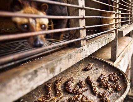 Exposing the cat poop coffee industry chain: Civets are widely enslaved and abused