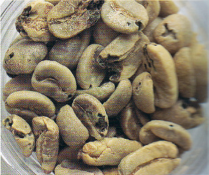 Harmful coffee beetles were detected in coffee beans imported from Laos