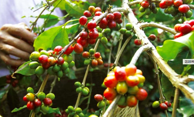In order to win the top coffee market in Europe, the United States and Japan, Ugandan coffee is not good enough to go to prison.