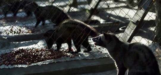 Expose Kopi Luwak industry chain: civets are abused, mostly get sick and die.