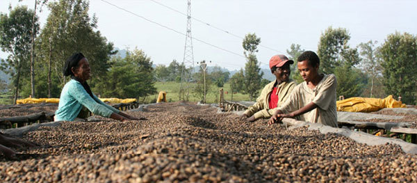 Light, low-key and elegant Colombian coffee flavor, taste, characteristics and manor introduction