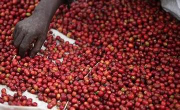 Refreshing, giving people an endless aftertaste of Yemeni coffee flavor, characteristics, taste and manor