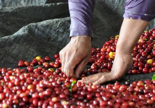 Fragrant sweet and slippery western coffee varieties with Kuba flavor introduction to fine coffee beans in manor