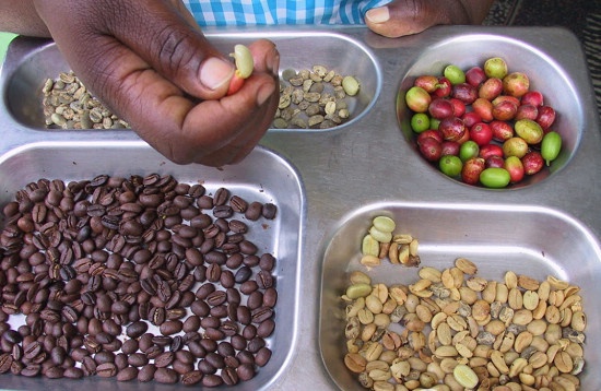 Sweet and slippery fragrance slightly bitter Brazilian coffee varieties taste manor characteristics introduction to the flavor of fine coffee beans