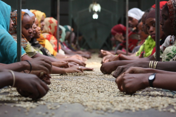 Introduction to the Flavor of Fine Coffee beans with unique Grain shape and complete Yemeni Coffee varieties