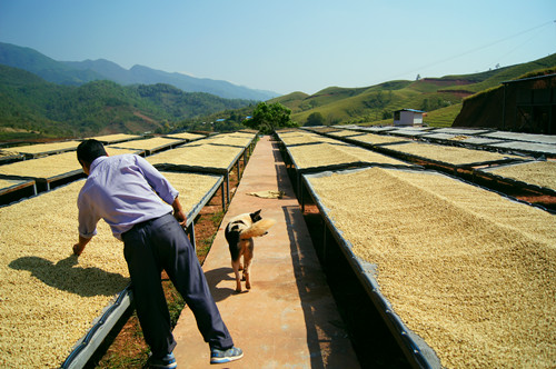 The first Rosa Coffee Manor in China was born in Yunnan