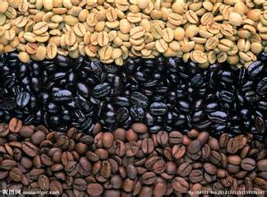 How much coffee does a coffee tree produce in a year