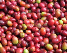 Introduction to the varieties of coffee beans treated by grinding scale in San Pedro Manor, Puerto Rico