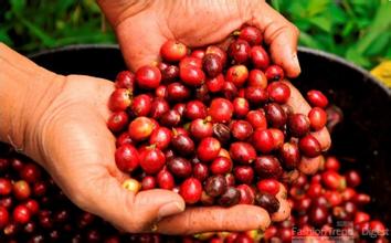 Introduction to the regional flavor of coffee bean grinding scale production in Kimmel Manor, Rwanda with a long aftertaste