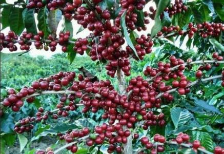 Coffee washing process-Honey treatment Coffee beans are washed in the Sun