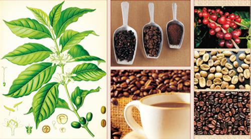 Introduction of Brazilian Yellow Bourbon Coffee Bean Flavor Variety Regional treatment method