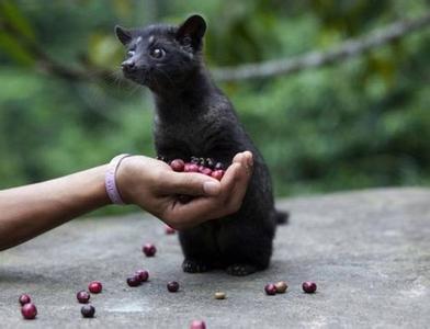 Introduction to the method of flavor description and treatment of coffee beans in Guatemala