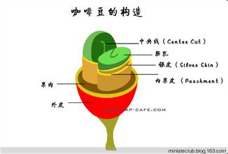 Description of characteristics and Flavor of Coffee beans in Honduras Sweet Orange Manor Grinding scale treatment