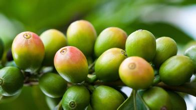 The process of processing and fermentation of Ethiopian coffee by washing