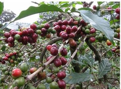 Research says wild coffee beans will become extinct in the future if global warming continues