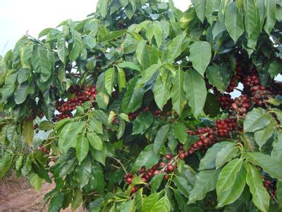 Brazil is the most advanced country in the world and most dependent on industrialized coffee production