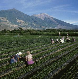 China's coffee industry is developing rapidly, with a planting area of more than 1.8 million mu.