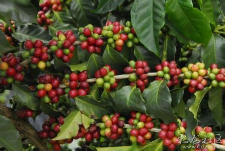 The most important type of coffee in the world-the distribution and growth habits of coffee