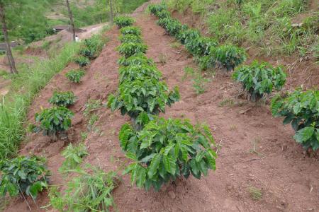 Sowing and harvesting of Coffee