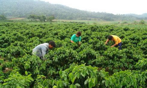 According to the Yunnan Coffee Industry Association, Yunnan Coffee suffers from the embarrassment of increasing production but not increasing income.