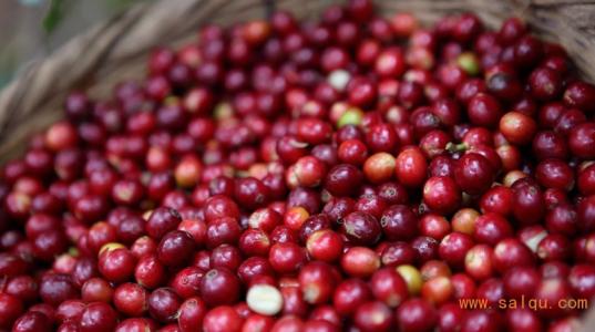 El Ni ñ o could hit Indonesia's coffee industry the hardest in five years