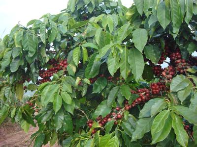 Which countries in Latin America grow coffee?