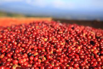 Foreign businessmen hold Yunnan coffee very tight; the quotation is always 15 cents lower than the futures price of coffee in New York.