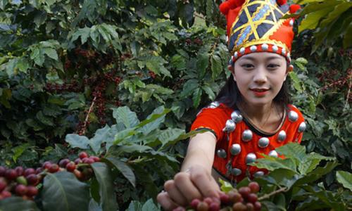 Yunnan Coffee Trading Center establishes the largest coffee grading center in Asia
