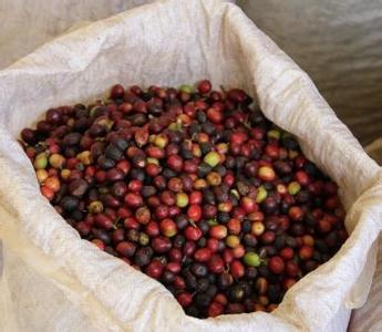A brief introduction to the characteristics of the country of origin of Ethiopian Bancimaji coffee beans
