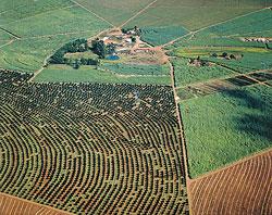 What varieties of coffee beans are grown at the altitude of the Divine Manor in Nicaragua