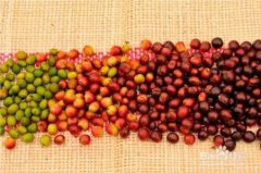 Costa Rican Coffee Bean hand Chong taste and flavor describe the planting environment in the producing area