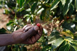 How fine should coffee beans be ground?