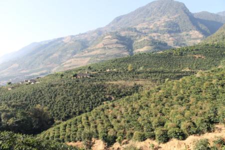 Introduction to the altitude planting environment of Kimmel Manor in Rwanda, which is mostly water washing treatment.