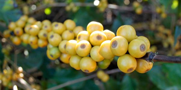 Introduction to the flavor description of Costa Rican yellow honey coffee beans with high sugar content