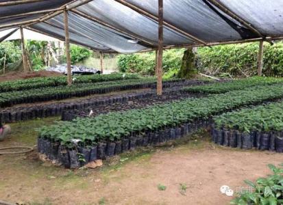 The latest situation of Los Congo Manor in Nicaragua introduction to the cultivation of Coffee