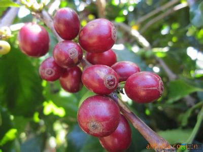 Which is the correct description of Sumatran coffee?