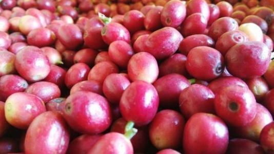 Brief introduction of Columbia Huilan Coffee Bean characteristics, Taste and Flavor description method