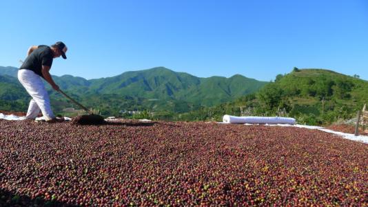 A brief description of how to brew the taste and flavor of Yunnan small-grain coffee planting technology