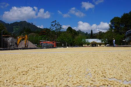 Introduction to the flavor description of Cajan coffee beans in Burundi Bulongdi Champion processing Plant