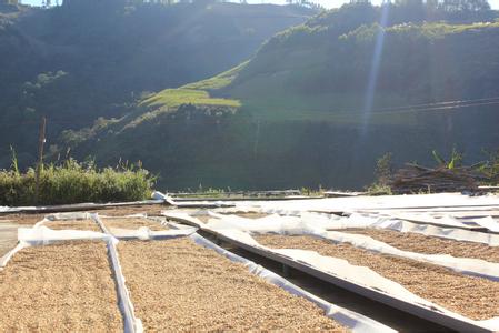 The origin of the name of the coffee growing area of Paradise Bird Manor in Papua New Guinea