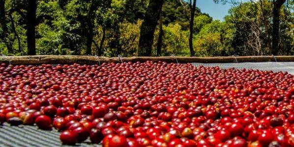 Proportion of Panamanian Flower, Butterfly, Coffee, Bean hand Powder Water