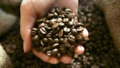 The characteristic Flavor of Coffee beans in Cochell Manor, Ethiopia