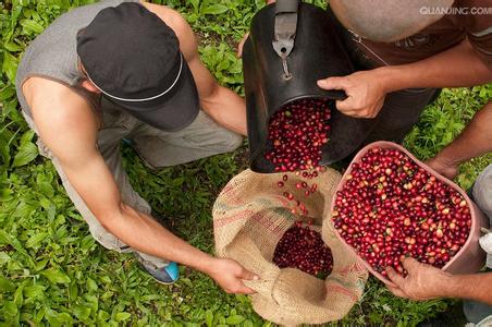 Flavor description of St. Louis coffee beans treated with Costa Rican yellow honey