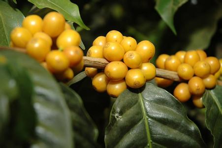 Table for describing the acidity and flavor of Nicaraguan coffee beans