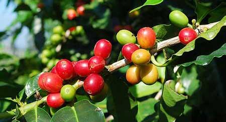 What kind of coffee is rich in Brazil? Flavor describes the taste characteristics.
